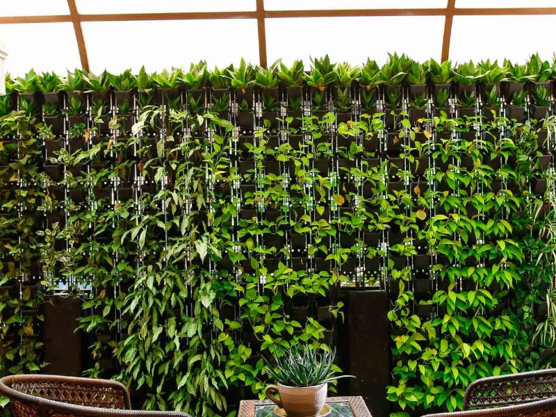 Vertical Garden Plants Thrissur