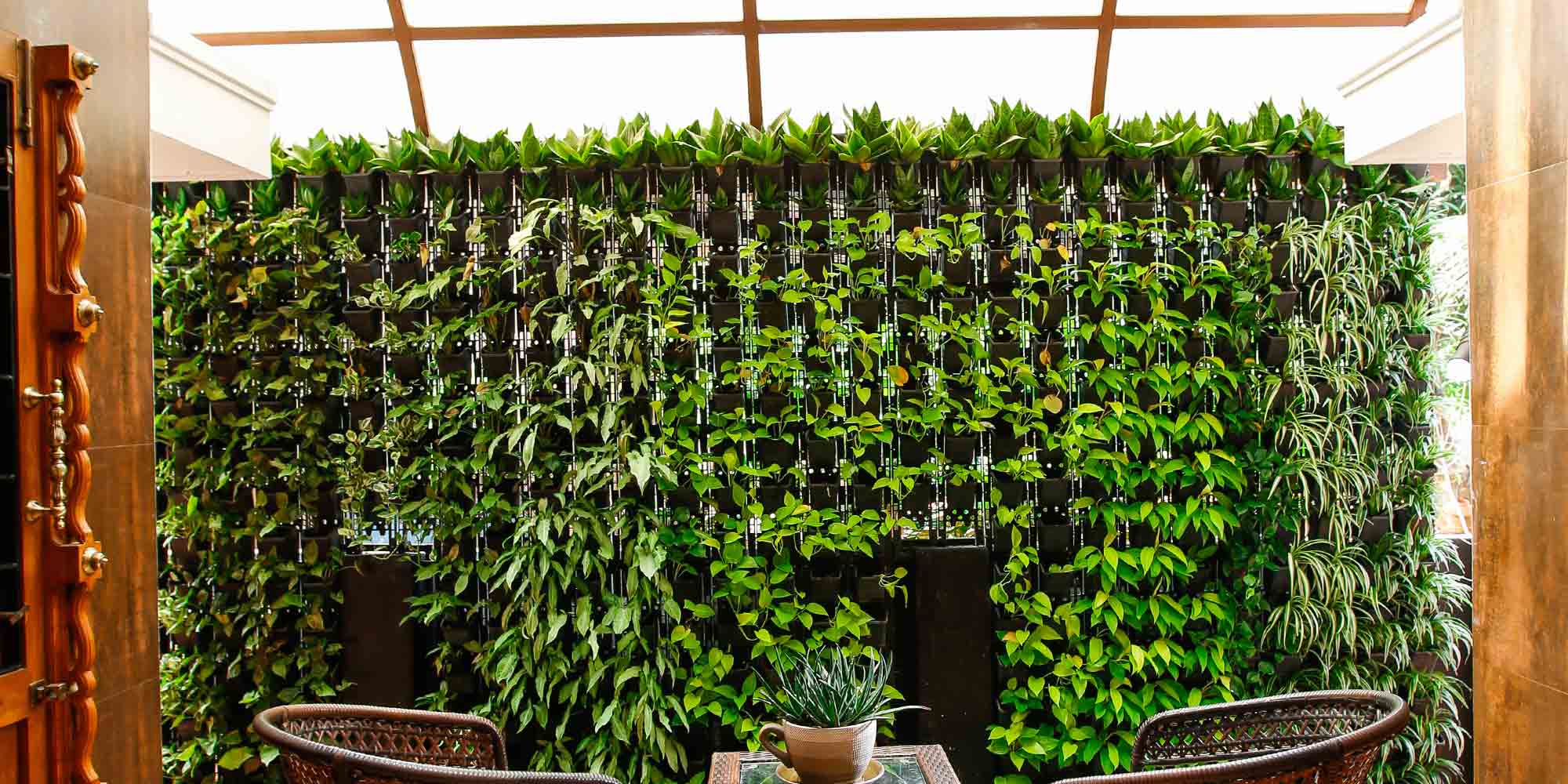 Vertical Garden Plants Thrissur